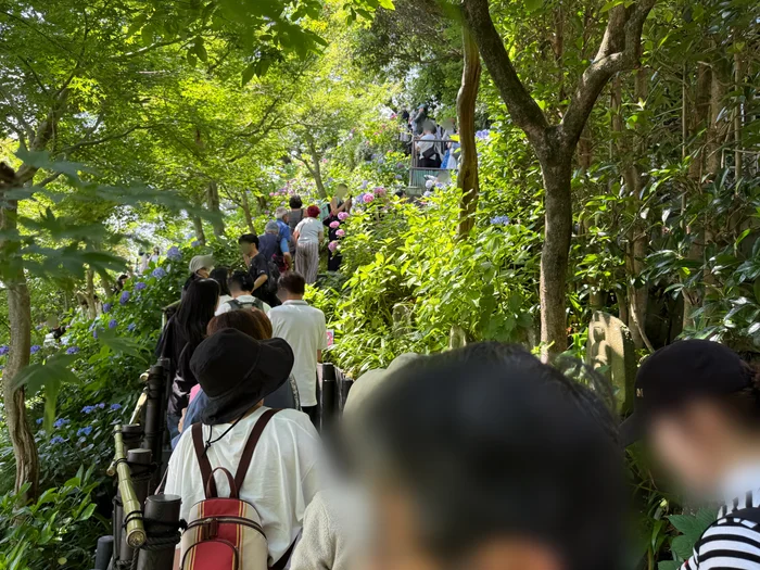 あじさい路の階段に並んで進む大勢の参拝者