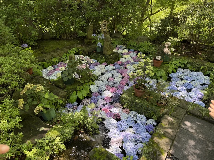 水面に色とりどりの紫陽花を浮かべた卍池