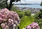梅雨の風物詩『鎌倉・長谷寺』のあじさい路を歩く！約2500株の紫陽花と相模湾の絶景、あじさい券500円を体験レポ