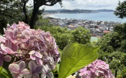 梅雨の風物詩『鎌倉・長谷寺』のあじさい路を歩く！約2500株の紫陽花と相模湾の絶景、あじさい券500円を体験レポ