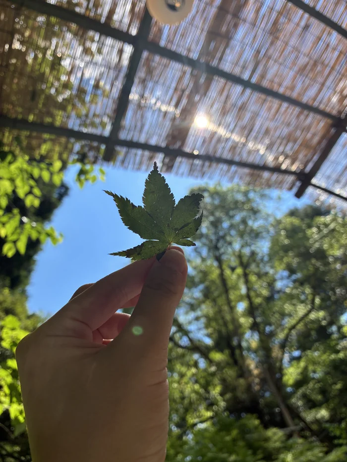 葦簀の天井と青空を背景に、一枚の紅葉を手にかざす