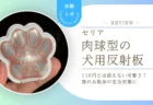 愛犬の夜散歩、ちゃんと見えてる？セリアの「うちのわんちゃん反射板」が110円とは思えない安心感だった使用レビュー