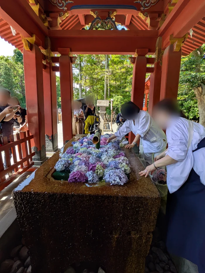 手水舎で紫陽花を浮かべている神職の様子