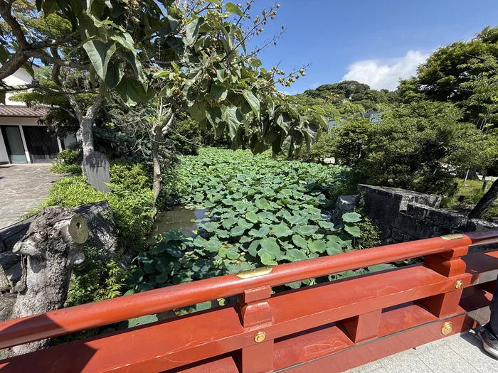源氏池の水面に広がる蓮の葉
