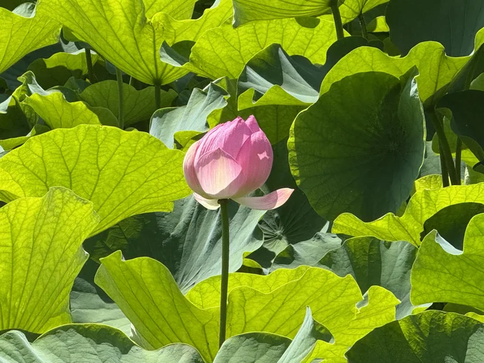 緑の葉の中にひと足早く咲いた蓮の花