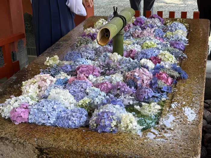 竹筒から水がそそがれるあじさいの花手水