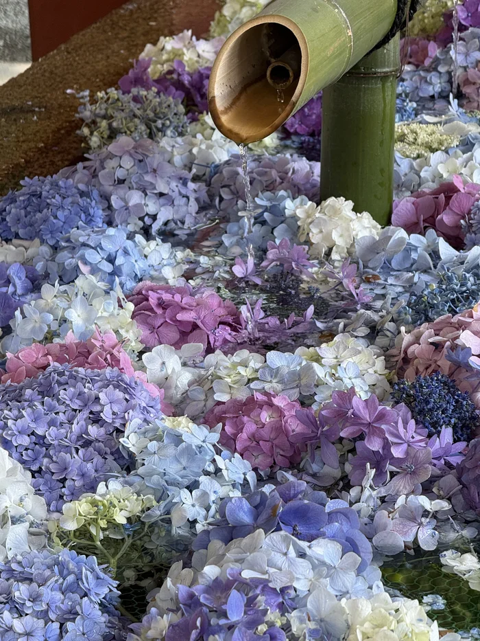 水に浮かぶ紫陽花のアップ