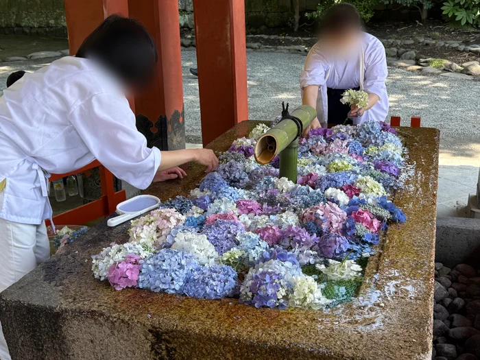 紫陽花をひとつずつ並べていく神職