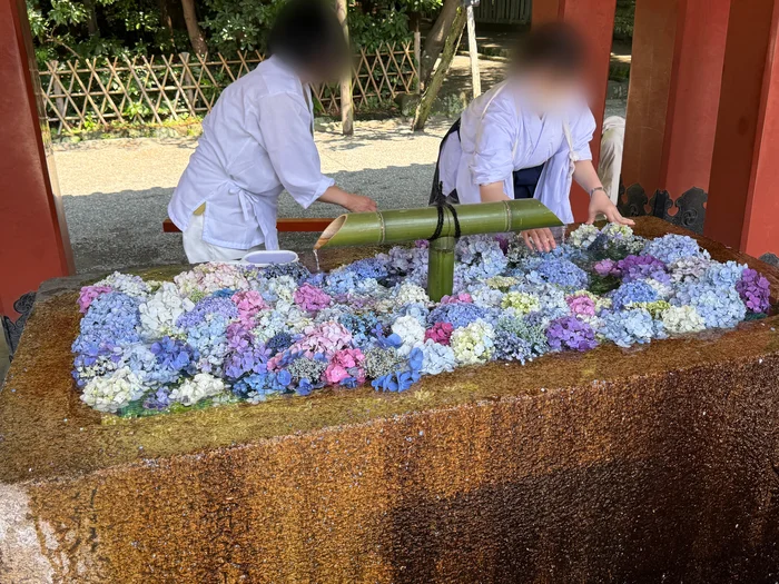 水面に紫陽花を並べる手元のアップ