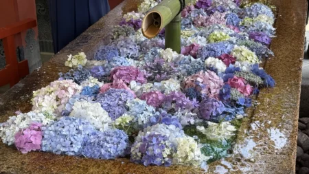 初夏限定『鎌倉・鶴岡八幡宮』のあじさい花手水に朝イチ参拝！色とりどりの紫陽花と源氏池の蓮を写真付きでレポ