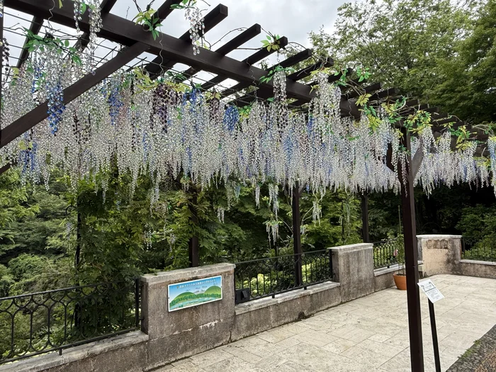 箱根ガラスの森美術館の庭園に広がるクリスタルガラスの藤棚