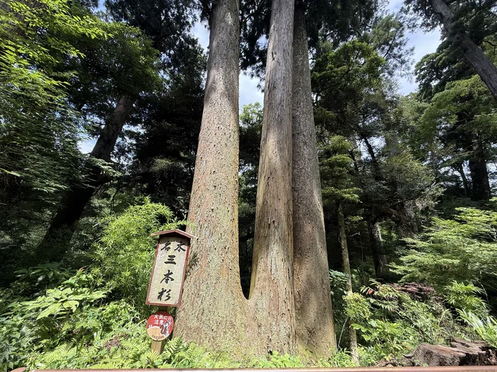 画像 笠森観音の参道途中に立つ太い三本杉