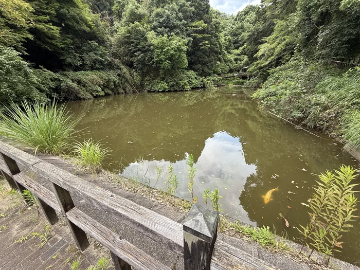 画像 緑に囲まれた弁天池の濁った水を泳ぐ鯉