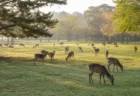 奈良公園の芝生に佇む鹿の群れを朝の柔らかい光の中で遠景から捉えた写真