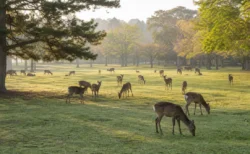 奈良公園の芝生に佇む鹿の群れを朝の柔らかい光の中で遠景から捉えた写真
