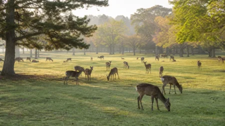 奈良公園の芝生に佇む鹿の群れを朝の柔らかい光の中で遠景から捉えた写真