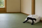 柔道場の畳の上に静かに置かれた柔道着と黒帯、しめやかな室内の情景