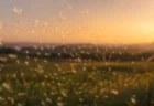 夕暮れの草原で無数のタンポポの綿毛が優しく一点に集まっていく幻想的な情景