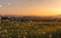 夕暮れの草原で無数のタンポポの綿毛が優しく一点に集まっていく幻想的な情景