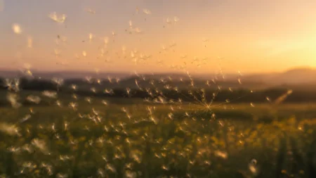 夕暮れの草原で無数のタンポポの綿毛が優しく一点に集まっていく幻想的な情景