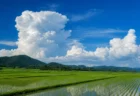 夏空に入道雲が広がる緑の水田地帯の風景