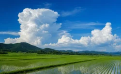 夏空に入道雲が広がる緑の水田地帯の風景