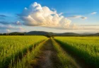 夏の夕暮れ、田園と入道雲、無人のあぜ道の情景