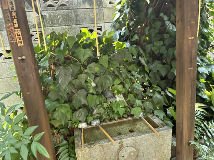 画像 蔦に囲まれた陽運寺の手水