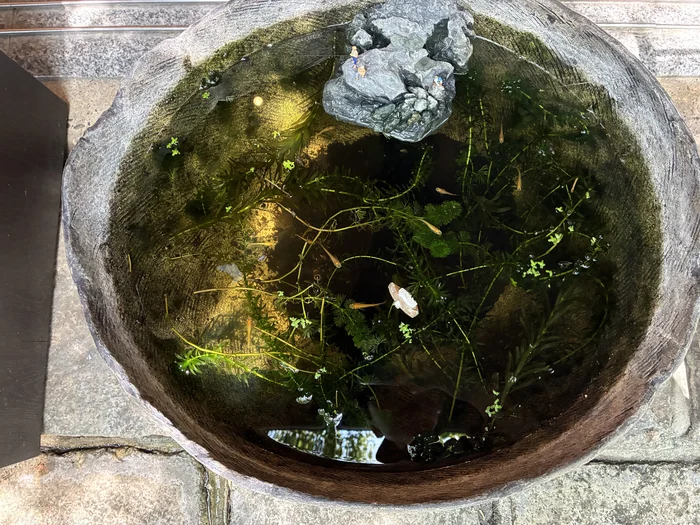 画像 水草と小さな魚が泳ぐ石の水鉢