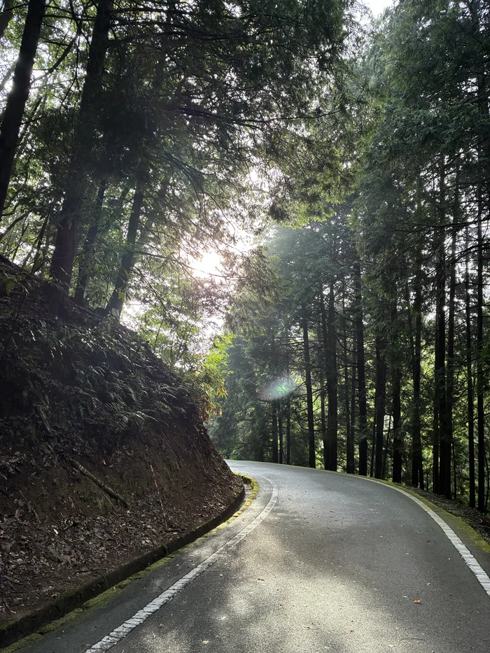 画像 朝日が差しこむ杉林の下山道