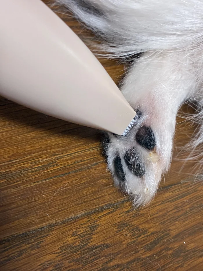 犬の肉球まわりの毛に電動シェイバーの刃先を当てているところ