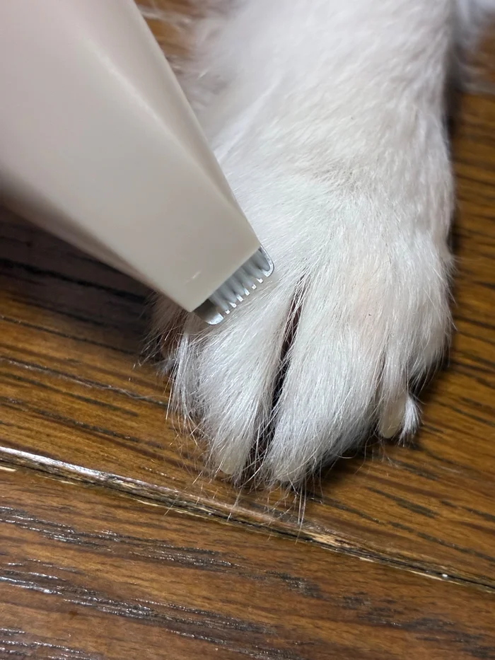 犬の足先の毛に電動シェイバーの刃先を当てているところ