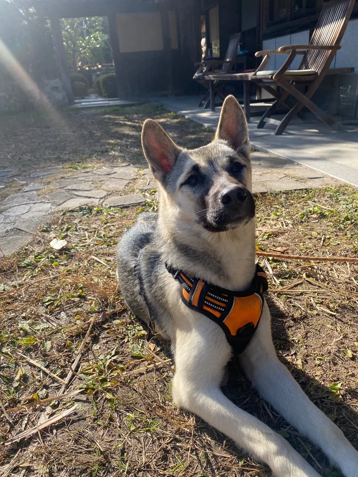 画像 はなとねの庭でくつろぐ看板犬