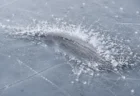 スケートリンクの氷面に残る4回転ジャンプ着氷のブレード跡