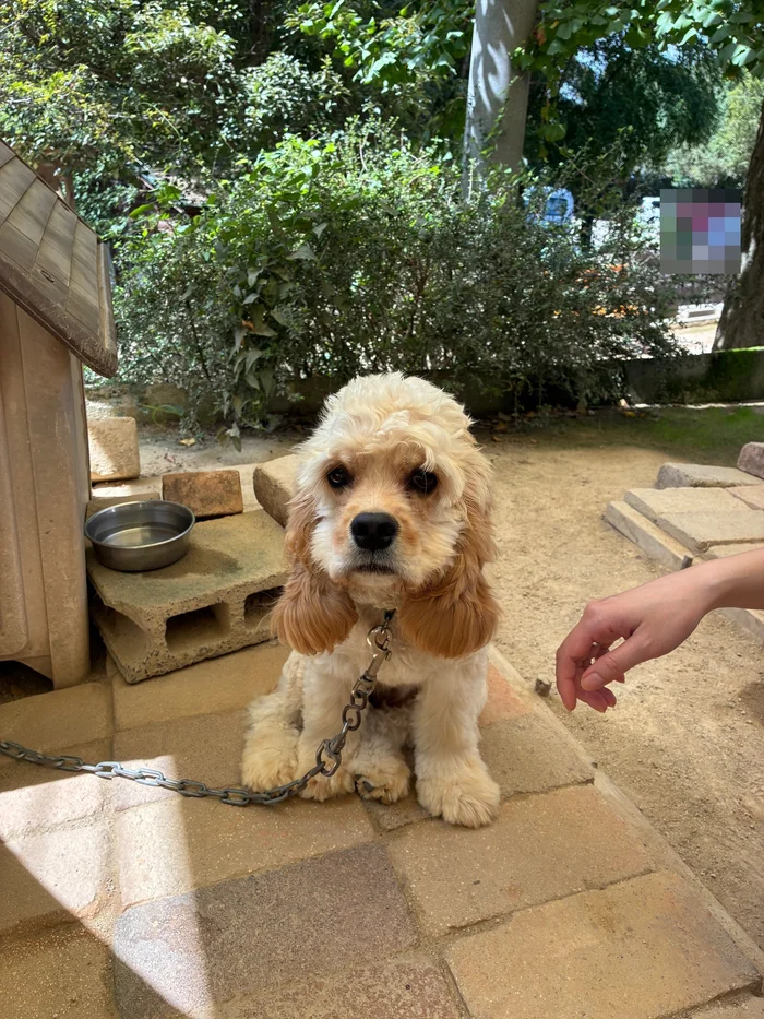 画像 入口付近につながれたクリーム色の犬