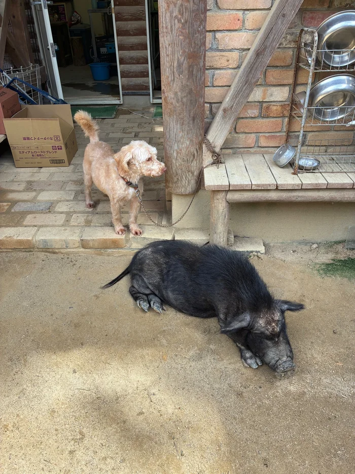 画像 地面に寝そべる放し飼いの黒い豚