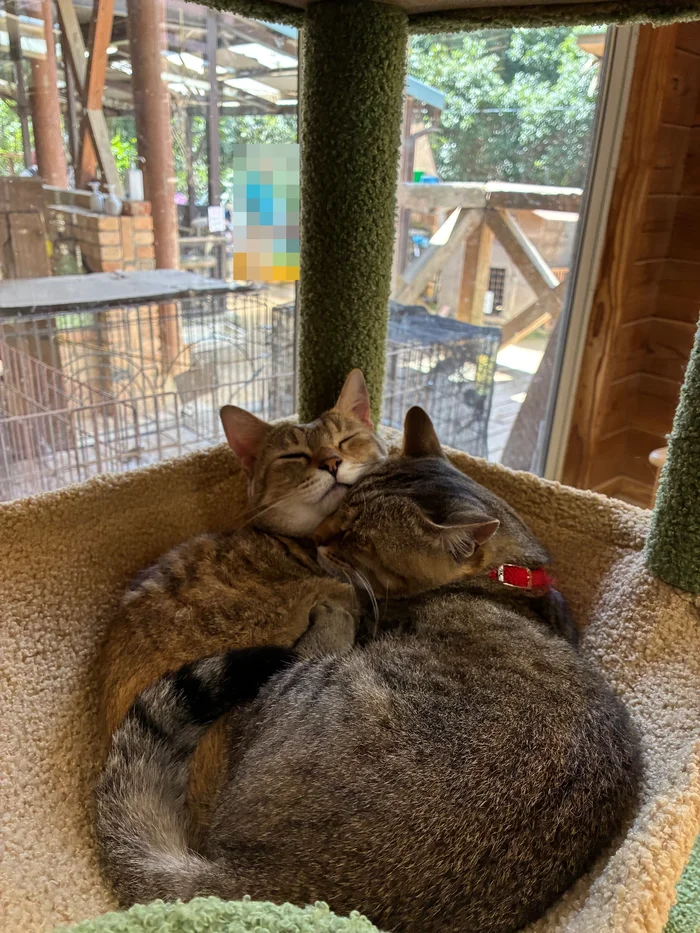 画像 キャットタワーのベッドで寄り添って眠る2匹のキジトラ猫