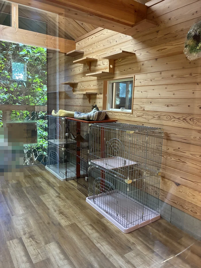 画像 木の壁にキャットウォークがある猫の部屋