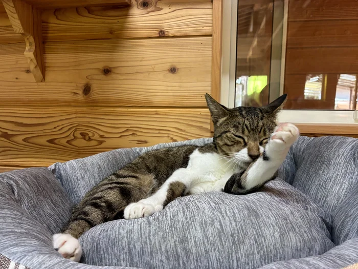画像 グレーの丸いベッドで毛づくろいするキジ白の猫