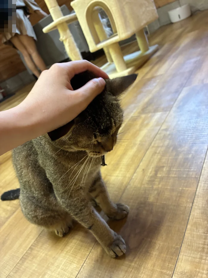 画像 頭をなでられるキジトラ猫