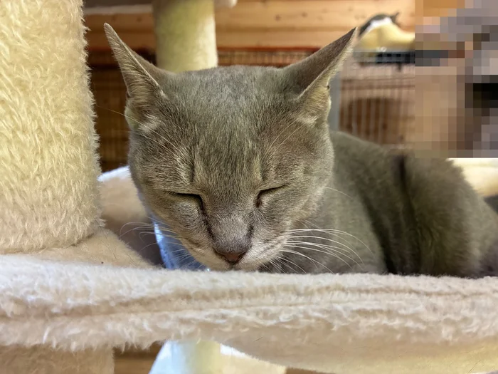 画像 キャットタワーの棚で目を閉じる灰色の猫
