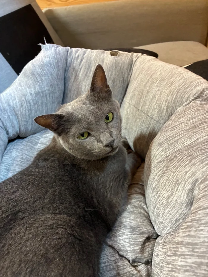 画像 丸いベッドからこちらを振り返る灰色の猫