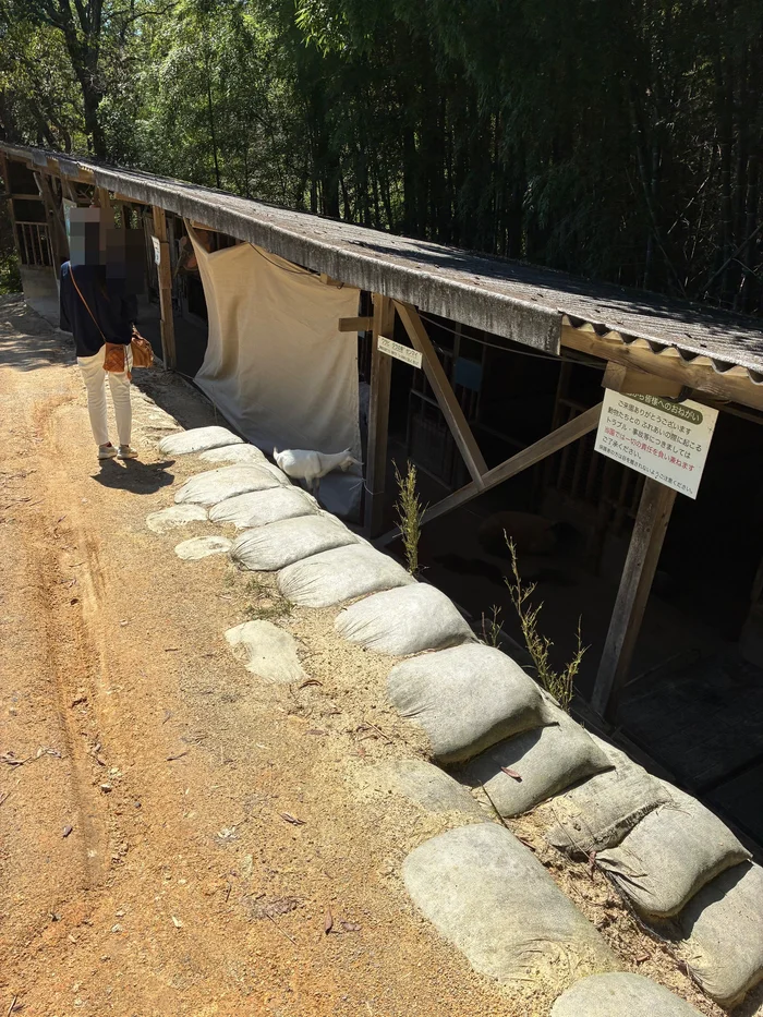 画像 竹林の前に続くヤギや牛の小屋と、手前の白い子ヤギ