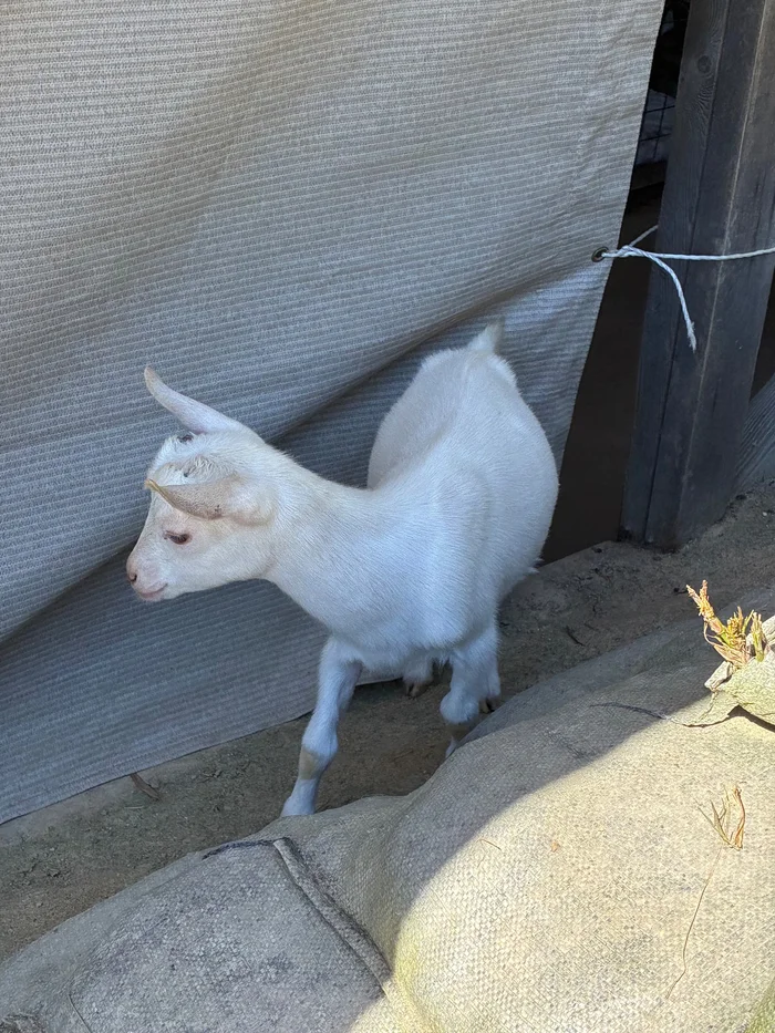 画像 小屋の前に立つ白い子ヤギ
