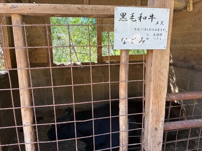 画像 金網の中で横になる黒毛和牛と名札