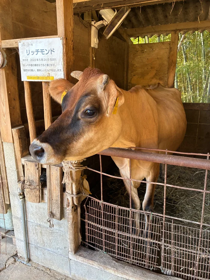 画像 柵から顔を出すジャージー牛と名札