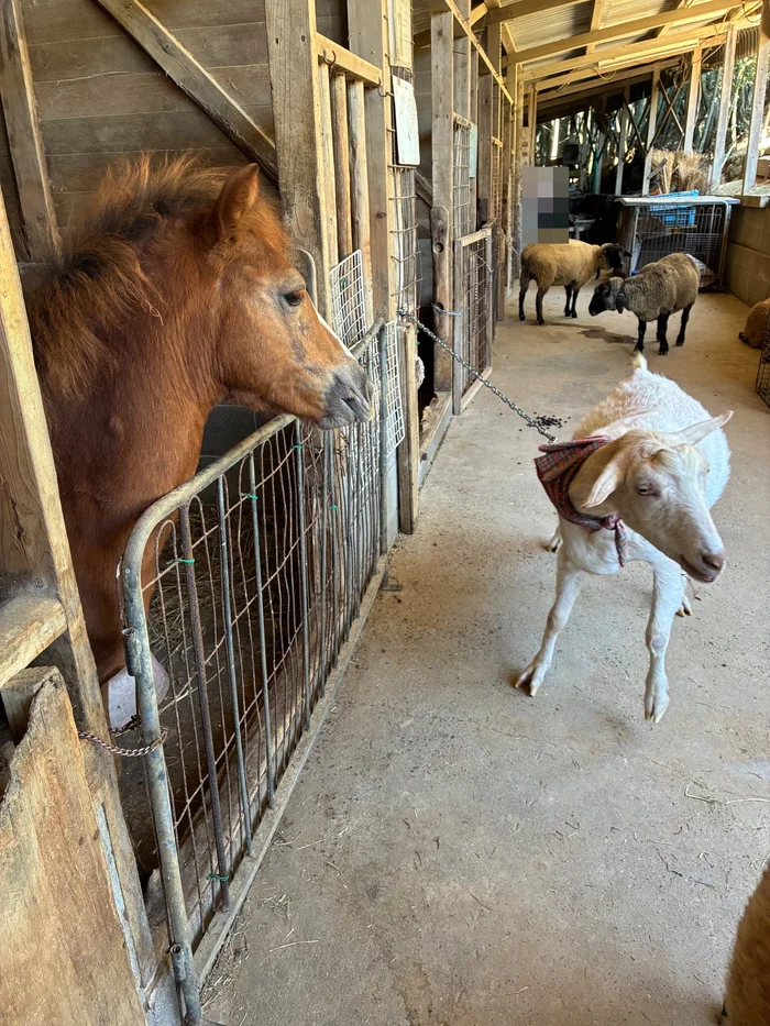 画像 小屋の通路にいる馬とバンダナのヤギ、奥の羊