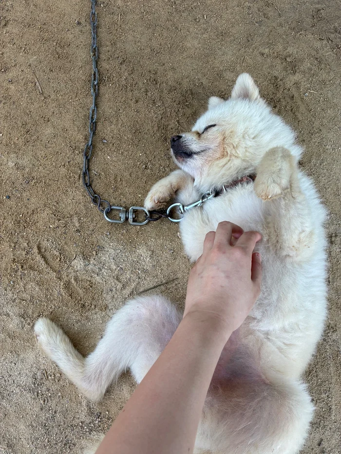 画像 へそ天でお腹をなでられる白い犬