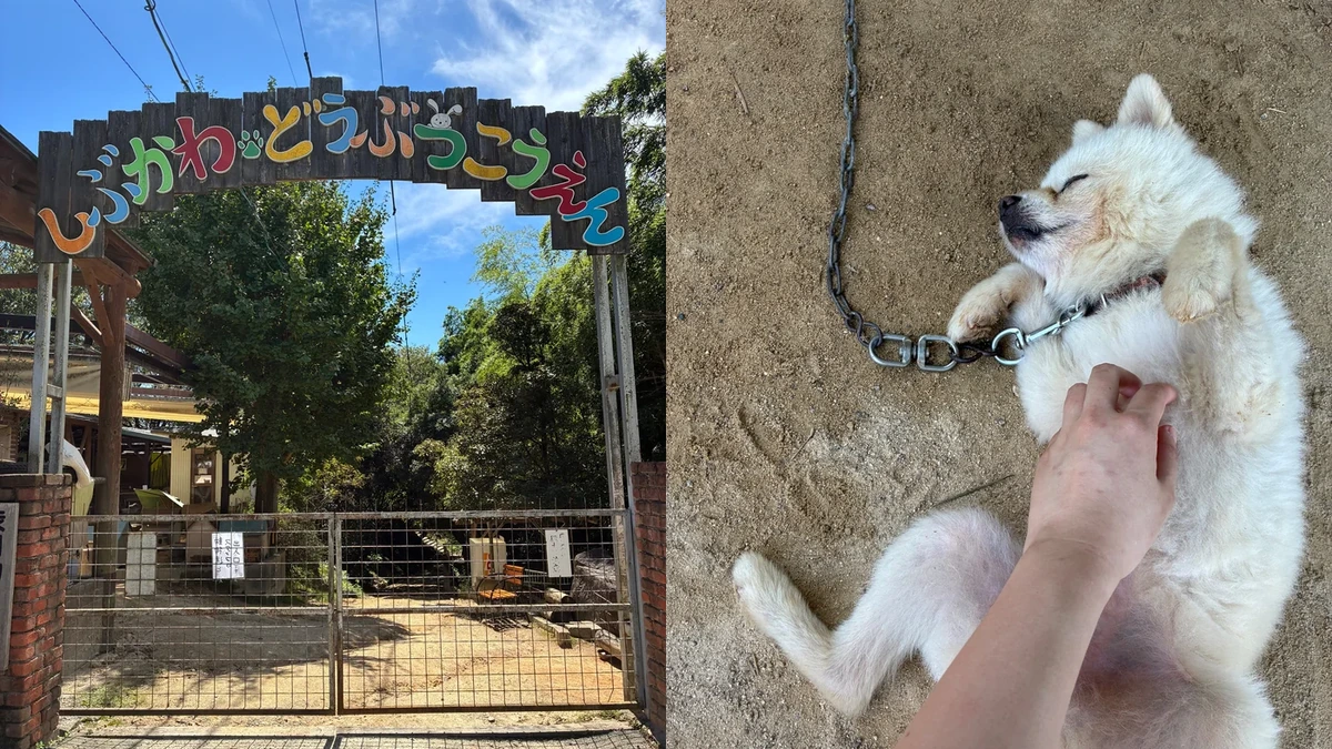 岡山・玉野の動物園『渋川動物公園』は動物たちが人懐っこい!餌やり100円や乗馬、所要時間・駐車場まで体験レビュー
