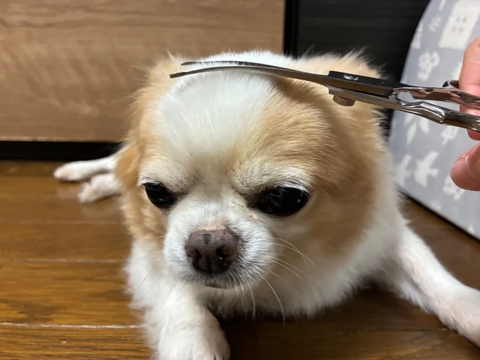 小型犬の頭まわりにペット用トリミングハサミを当てている様子